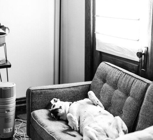 How to Create a Cozy and Safe Pet-Friendly Home Corner