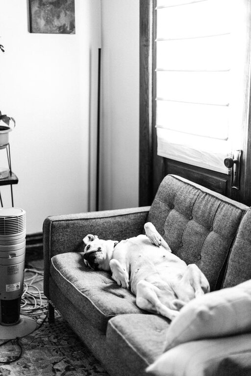 How to Create a Cozy and Safe Pet-Friendly Home Corner
