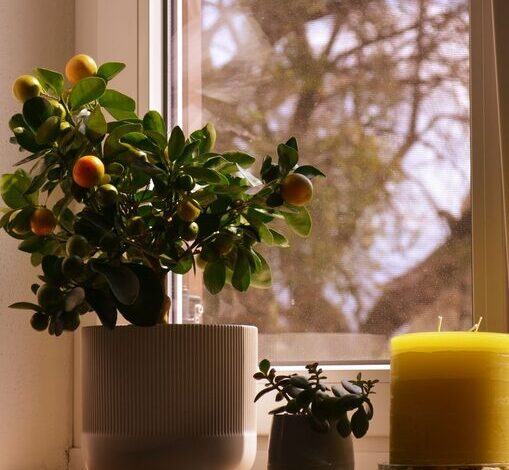 How to Refresh Your Home with Plants: Easy Tips for a Green Makeover