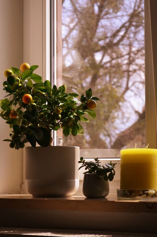 How to Refresh Your Home with Plants: Easy Tips for a Green Makeover